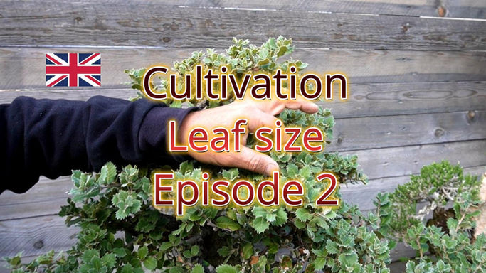 Book - Leaf size Ep.2